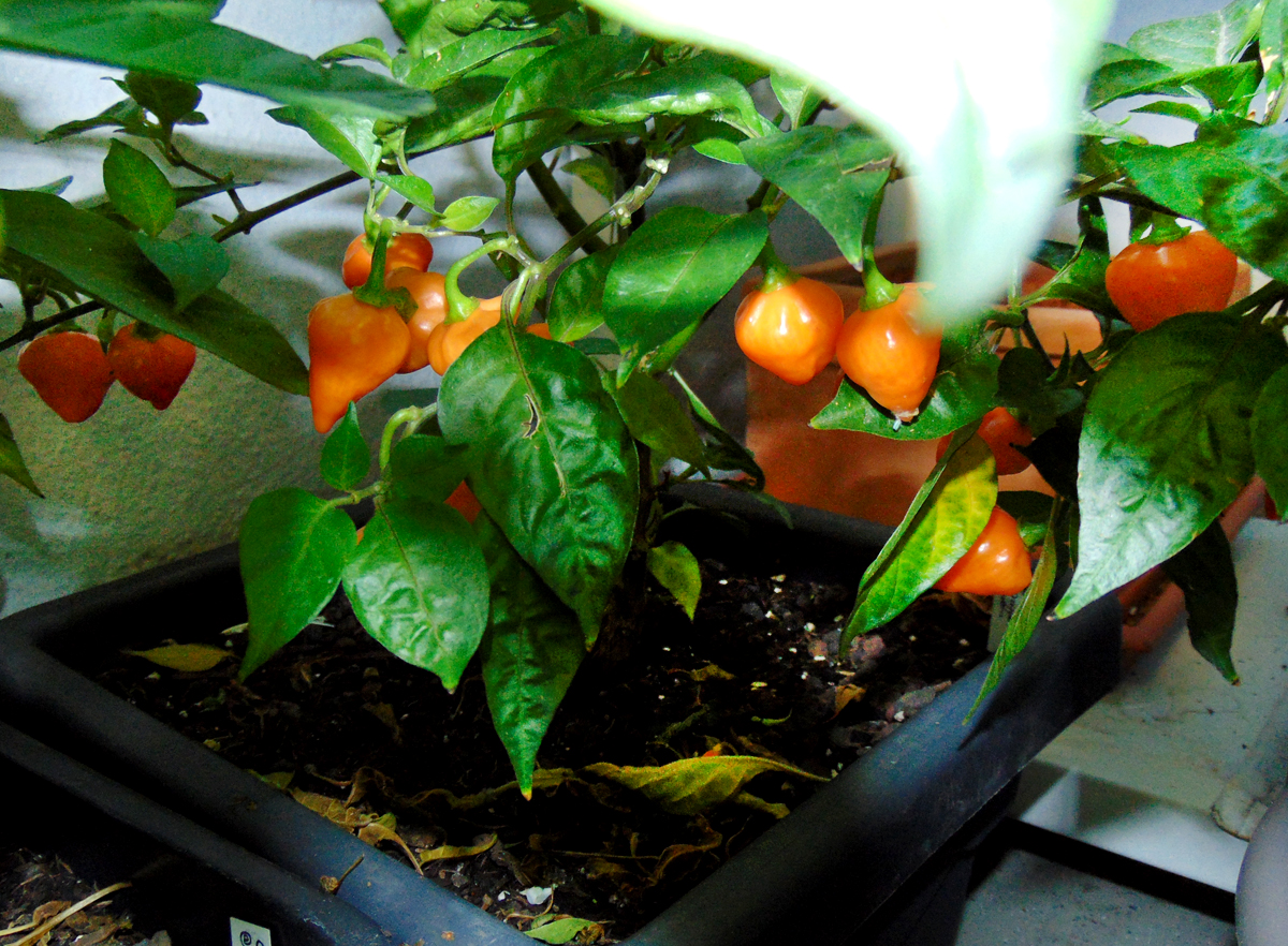 11092022_OL-fruits_1.jpg