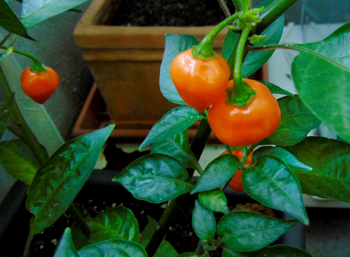 11092022_OL-fruits_2.jpg