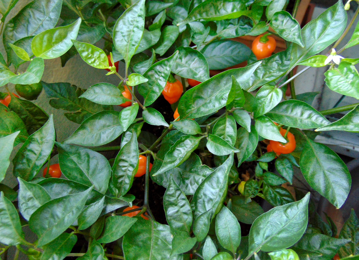 11092022_OL-fruits_3.jpg