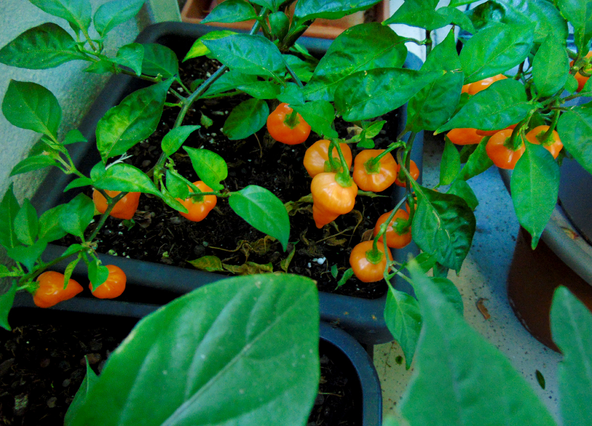 11092022_OL-fruits_4.jpg