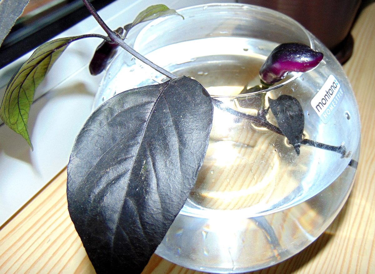 11092022_PdN_Glas-1.jpg