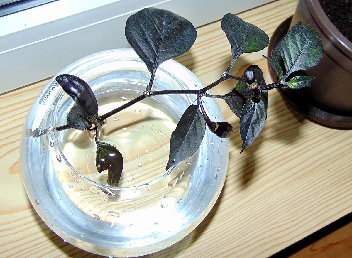 11092022_PdN_Glas-2.jpg
