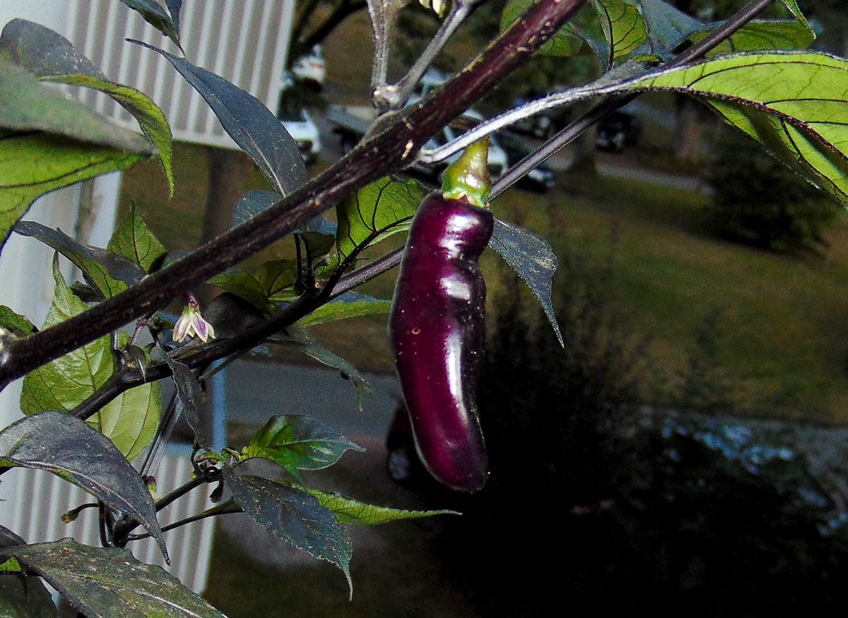 11092022_PdN_I_fruit-close.jpg
