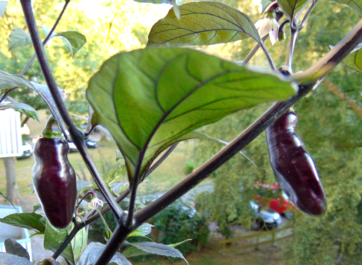 11092022_PdN_I_fruits-1.jpg