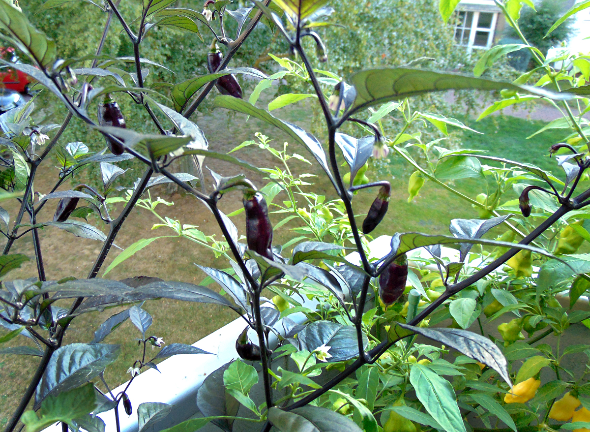 11092022_PdN_I_fruits-2.jpg