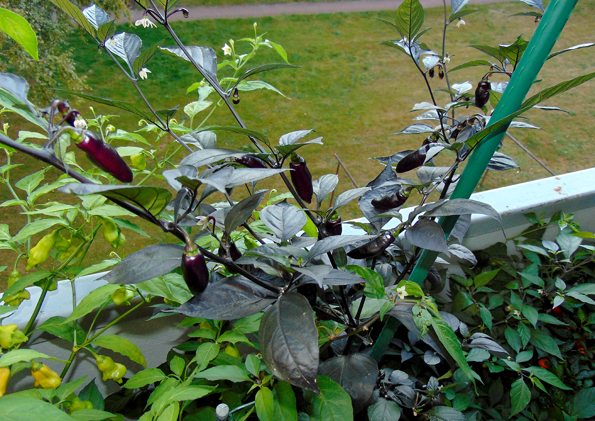 11092022_PdN_II.jpg