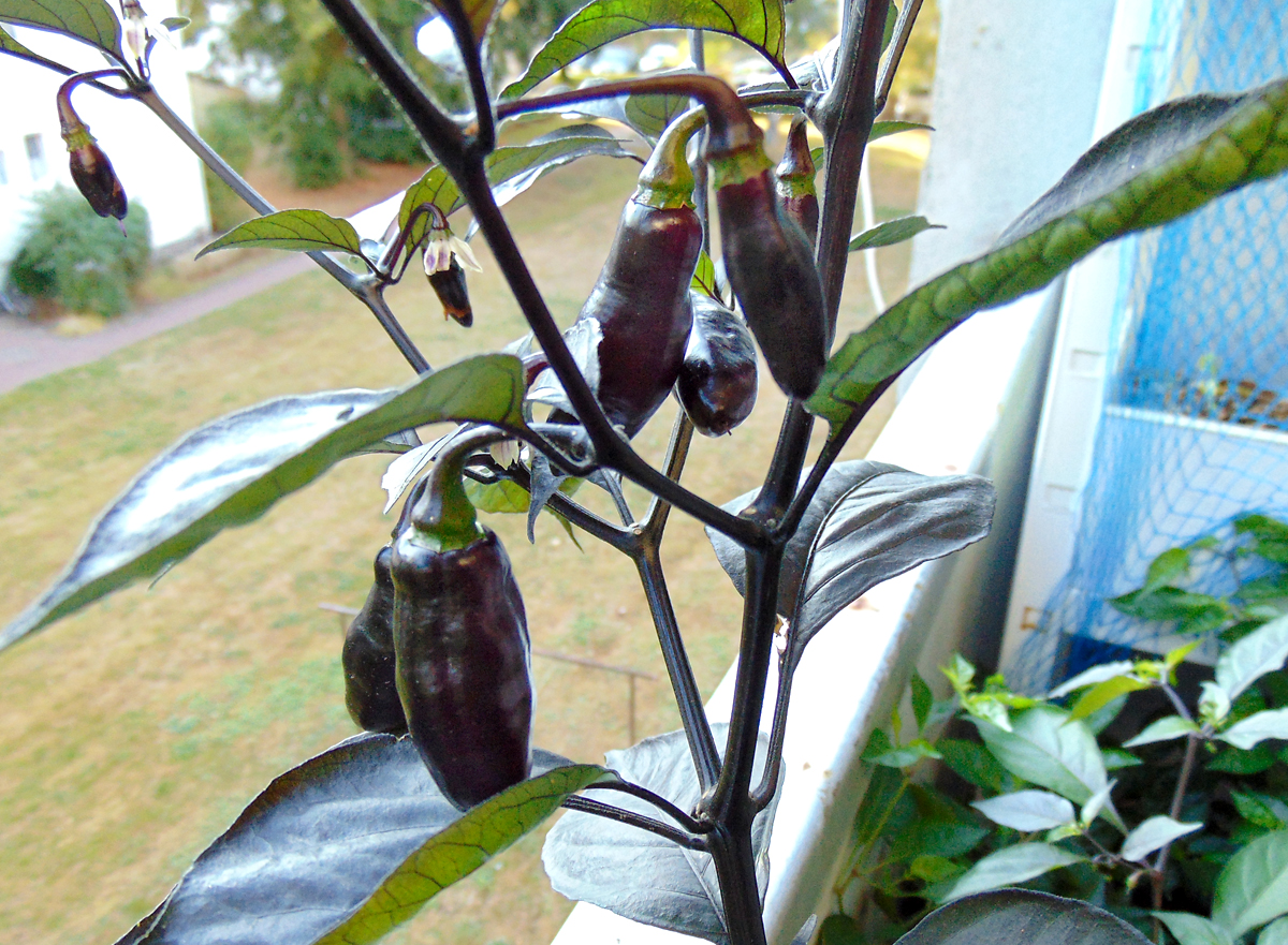 11092022_PdN_II_fruits_1.jpg
