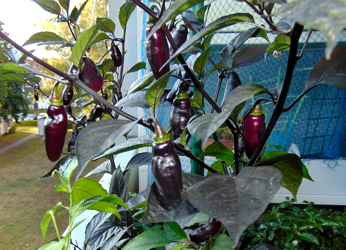11092022_PdN_II_fruits_2.jpg
