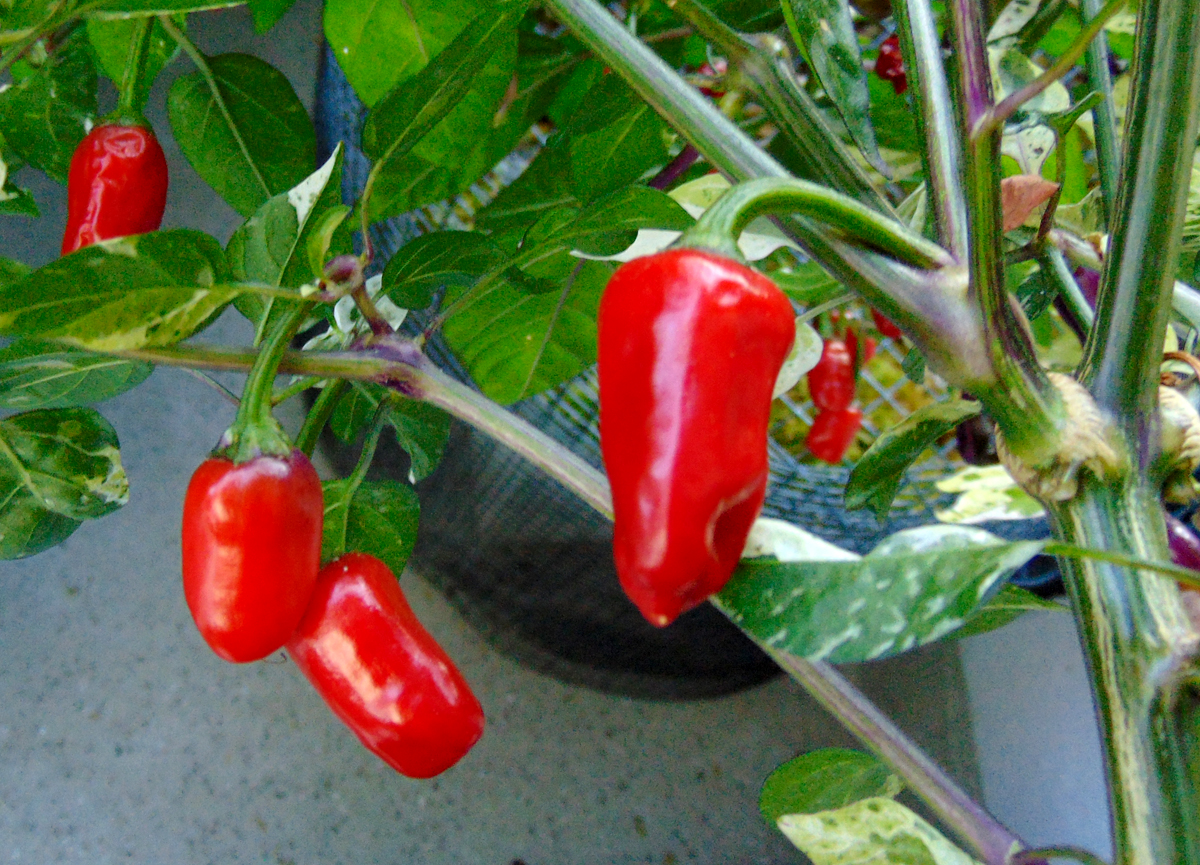 11092022_TV_I_fruit-macro-1.jpg
