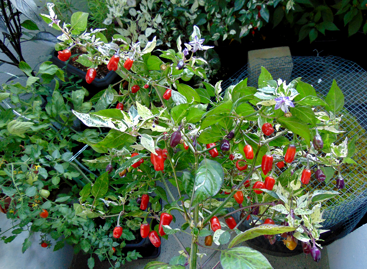 11092022_TV_I_fruits-1.jpg