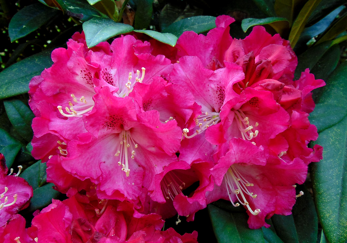 112a-Rhodowald.jpg