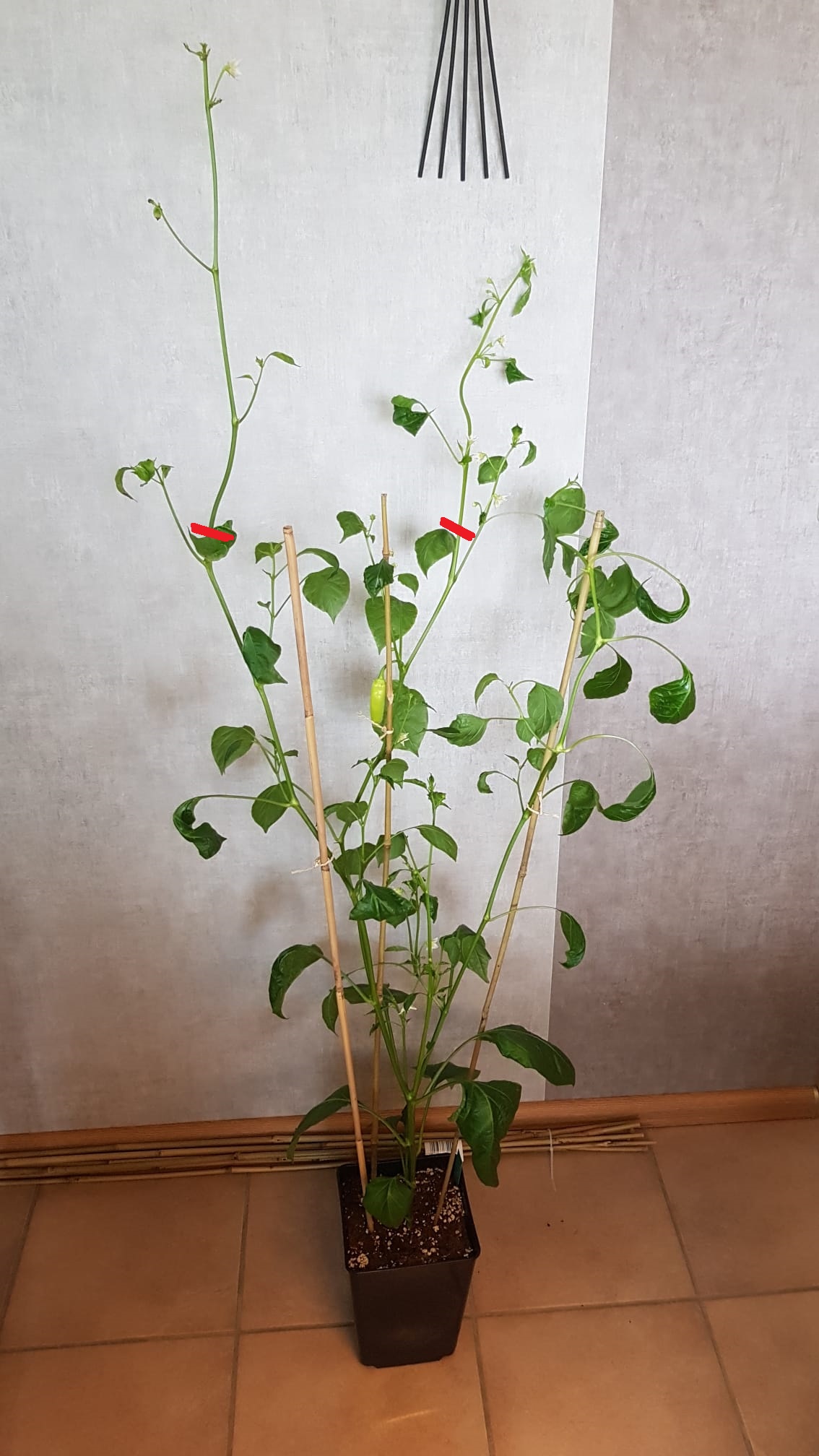 11_04_2024 - Aji Cristal.jpg