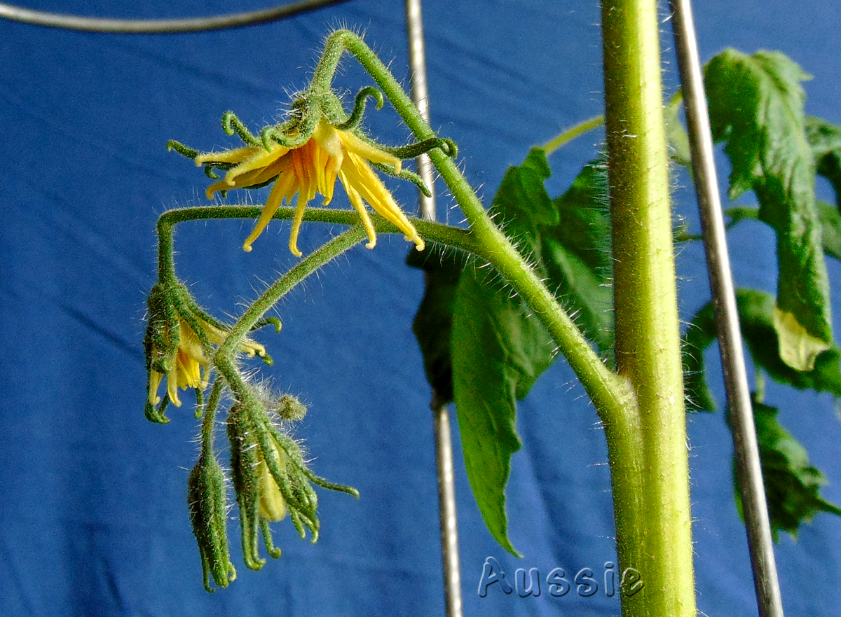 12052022_Aussie-flower-macro.jpg