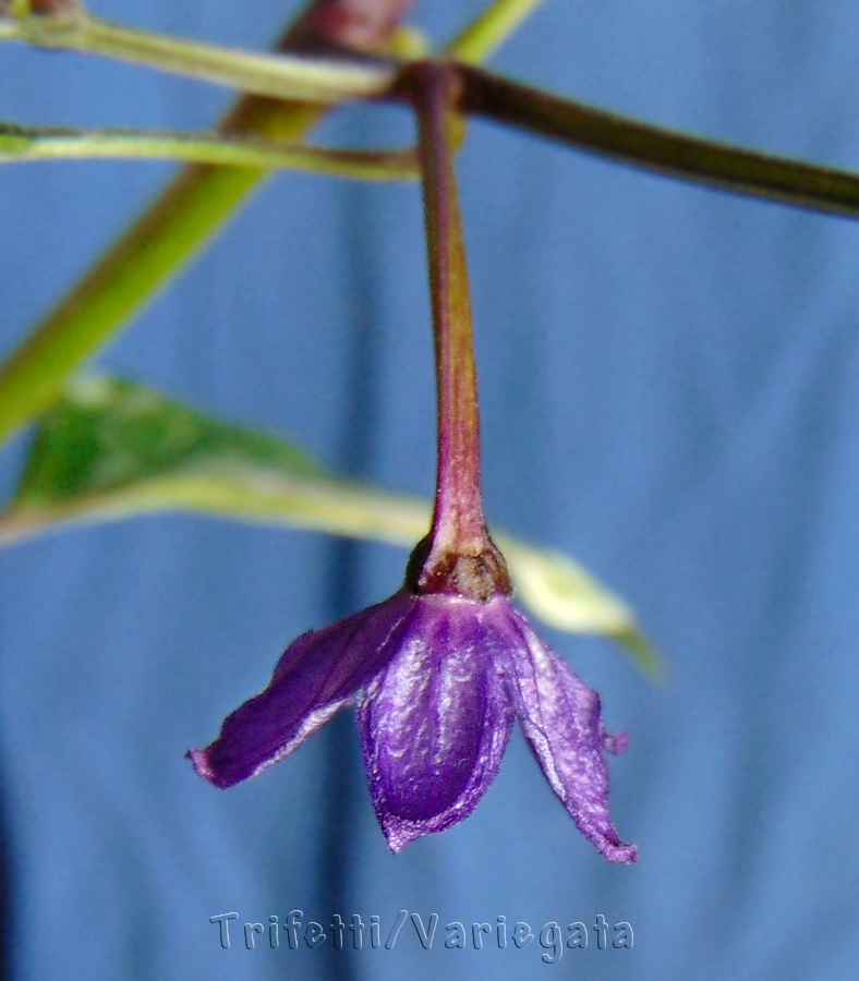 12052022_Trifetii_IV-flower_all_lilac.jpg