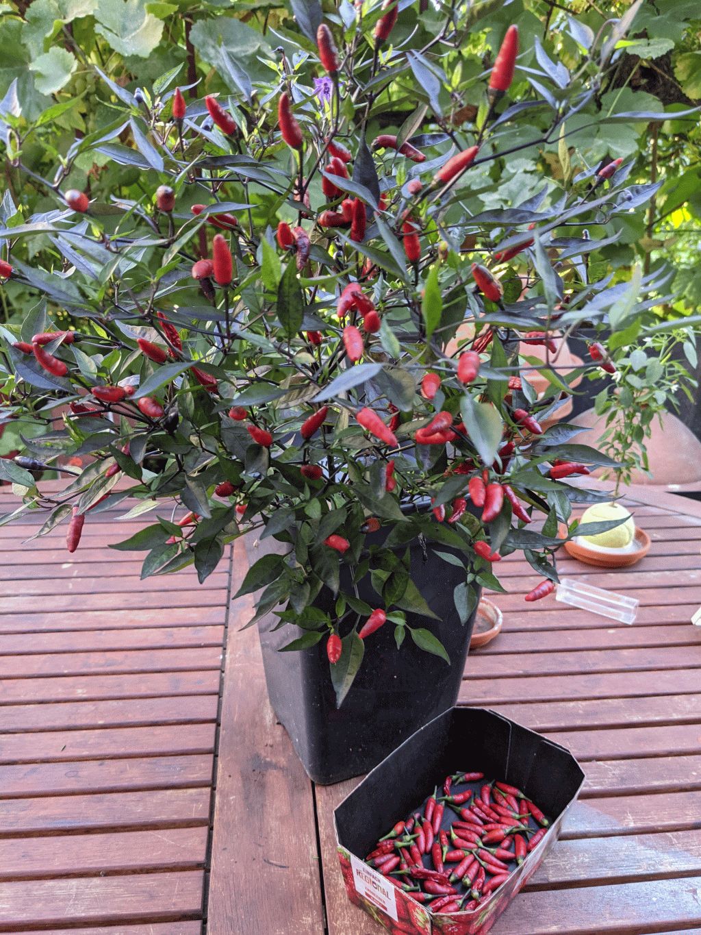 130 - Piri-Piri Ernte.jpg