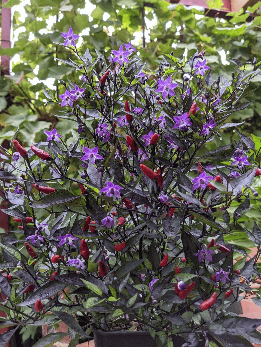 131 - Piri-Piri.jpg