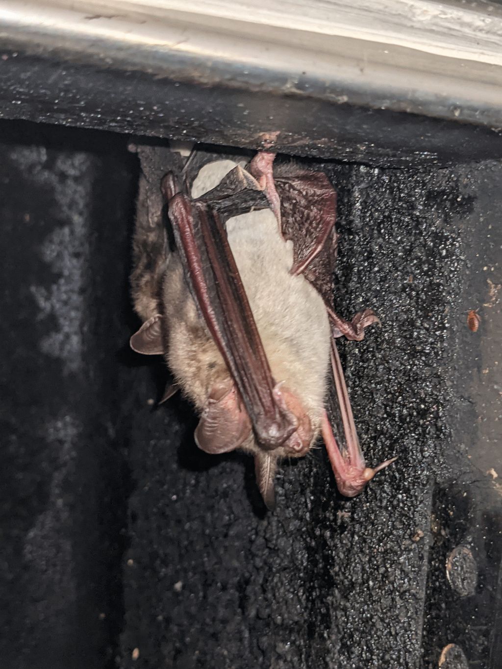 136 - Fledermaus.jpg