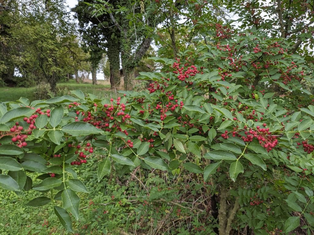 14 - Szechuan-Pfeffer.jpg