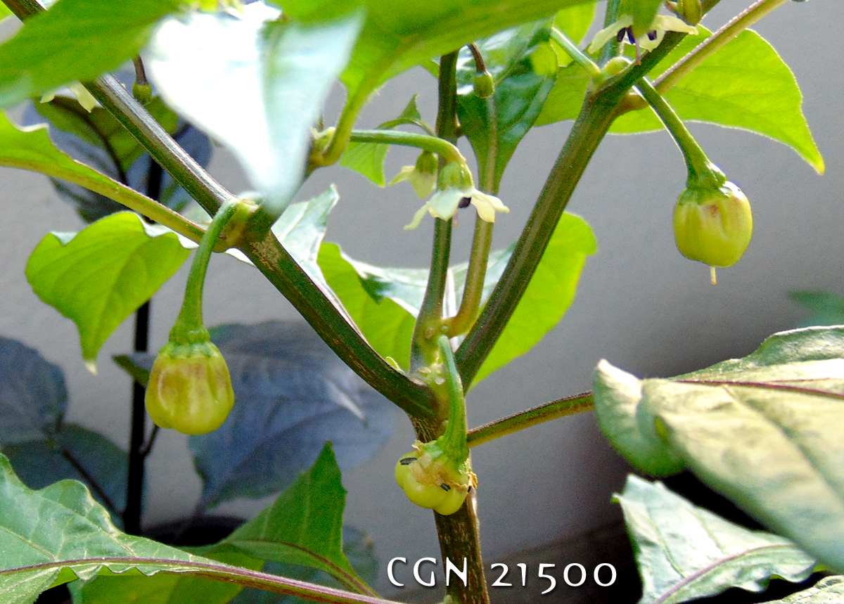 14052022_CGN_21500-fruits.jpg