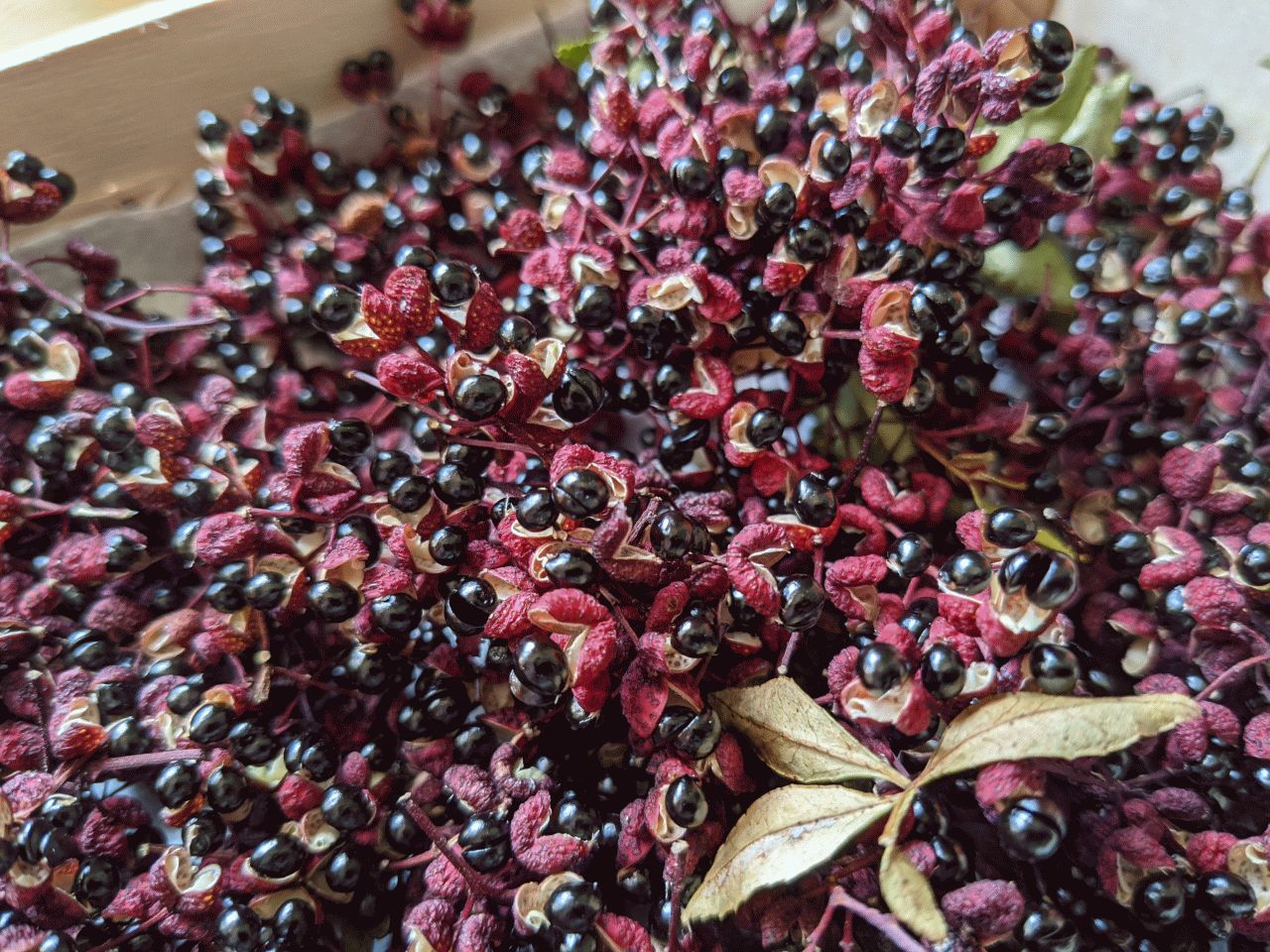 145 - Szechuan-Pfeffer.jpg