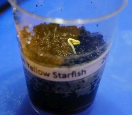 150116_Brazilian Yellow Starfish_k.jpg