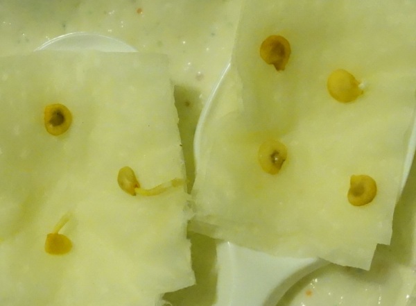 150127_dunkle Samen_k.jpg
