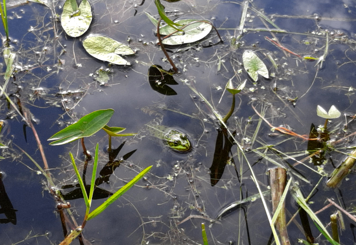 15062023_01-Frosch.jpg