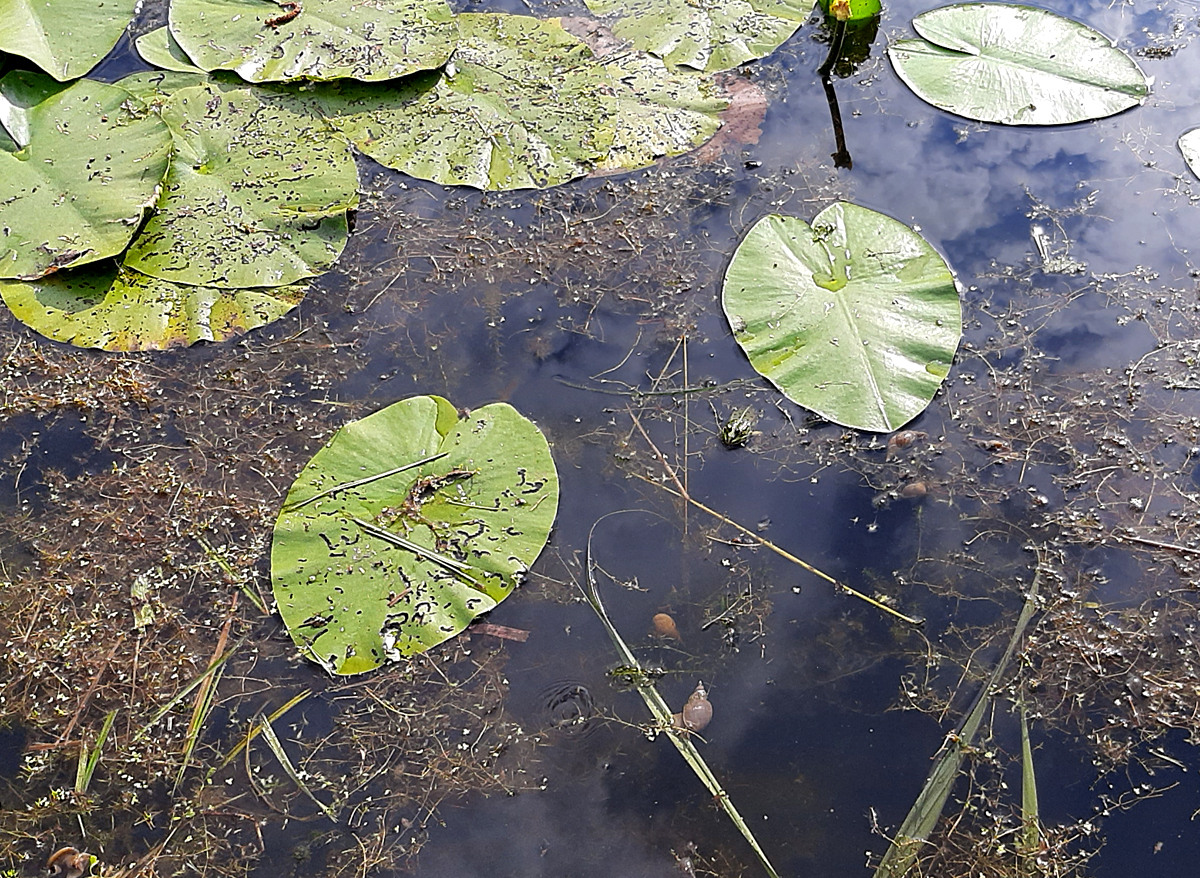 15062023_02-Frosch.jpg