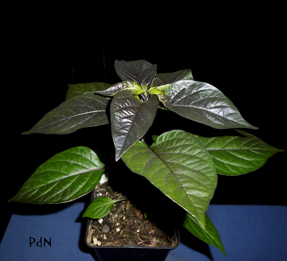 160322_PdN-II_2.jpg