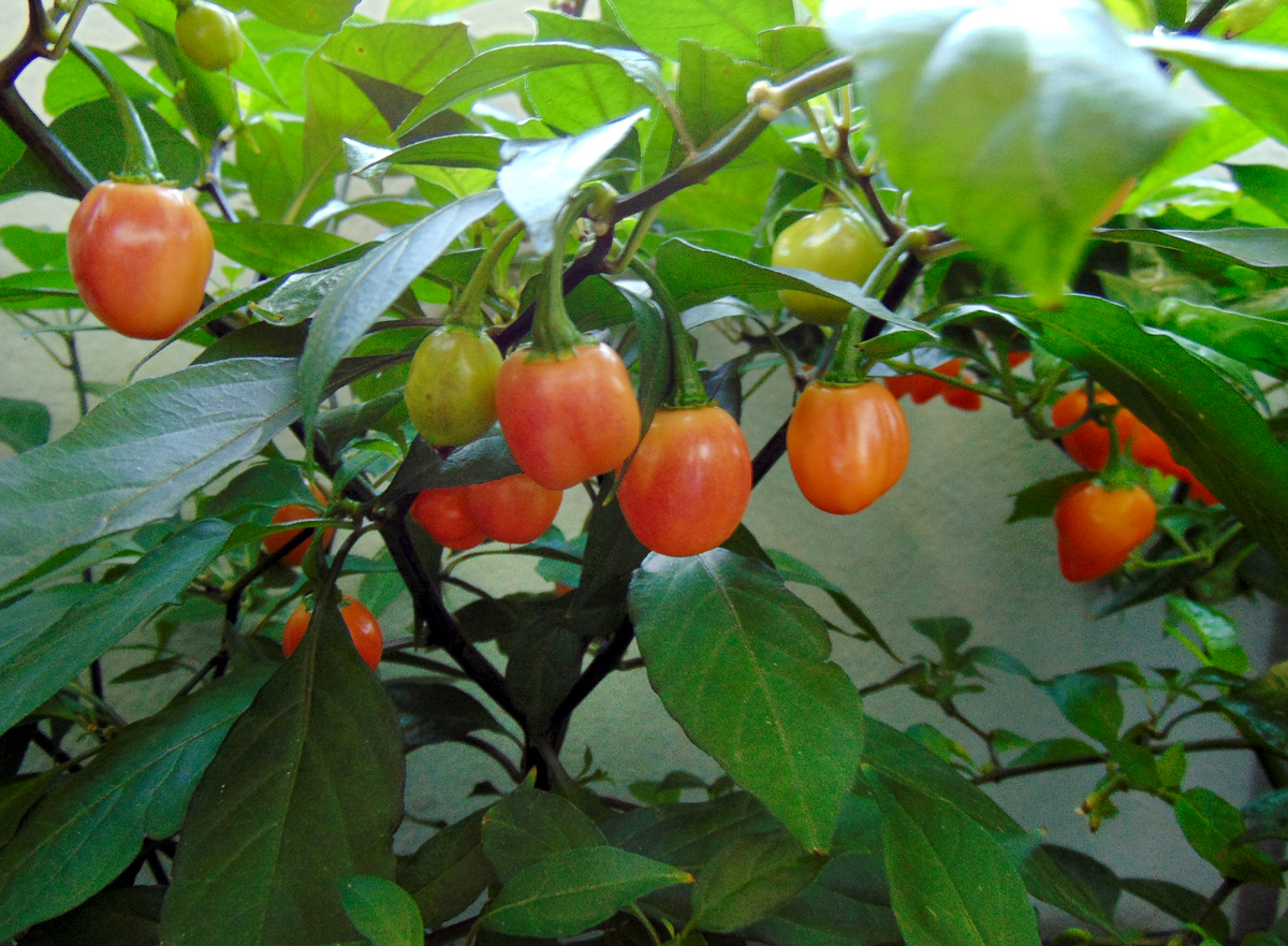 16102022_CGN21500_I_fruits-1.jpg