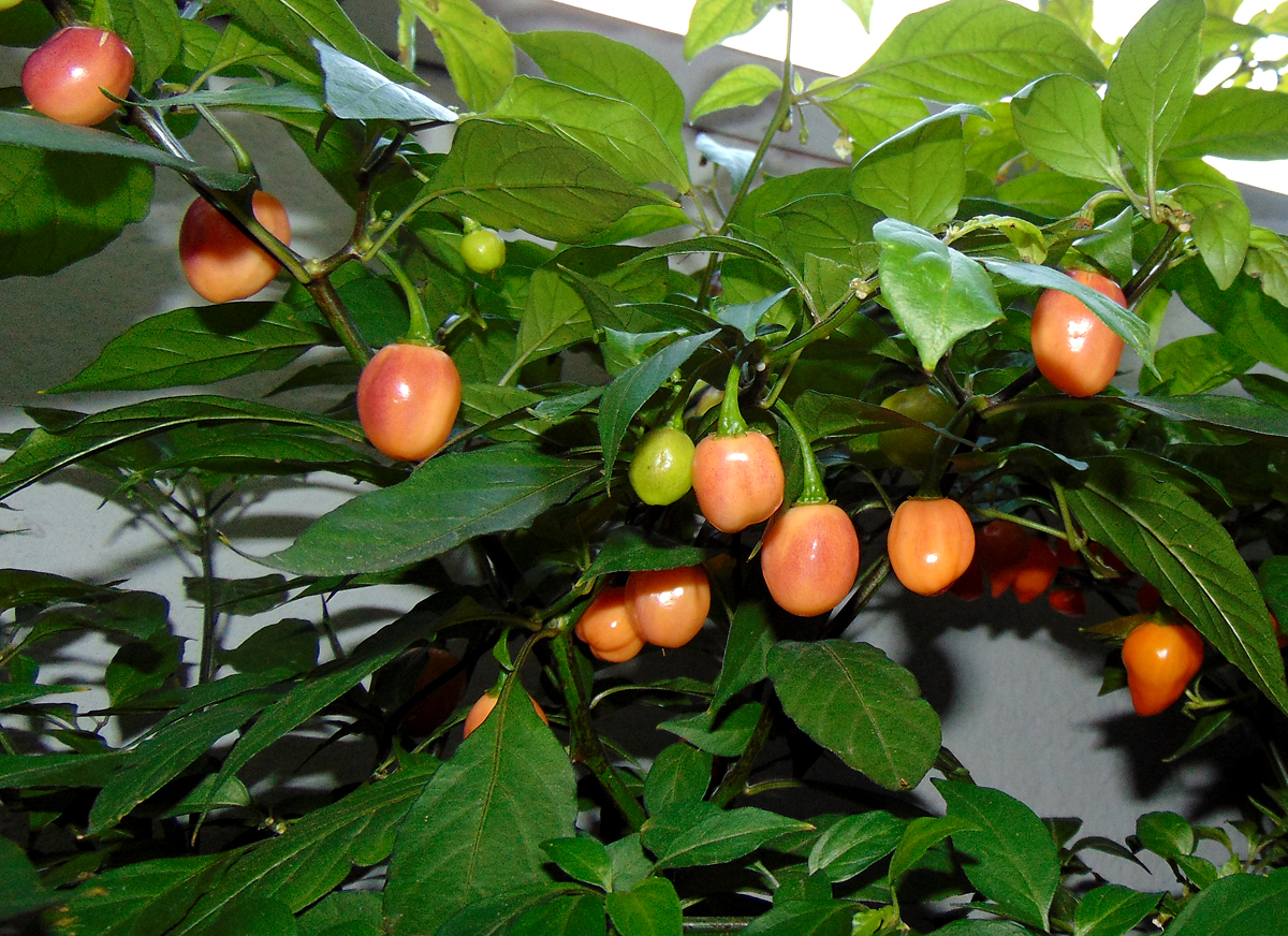 16102022_CGN21500_I_fruits-2.jpg