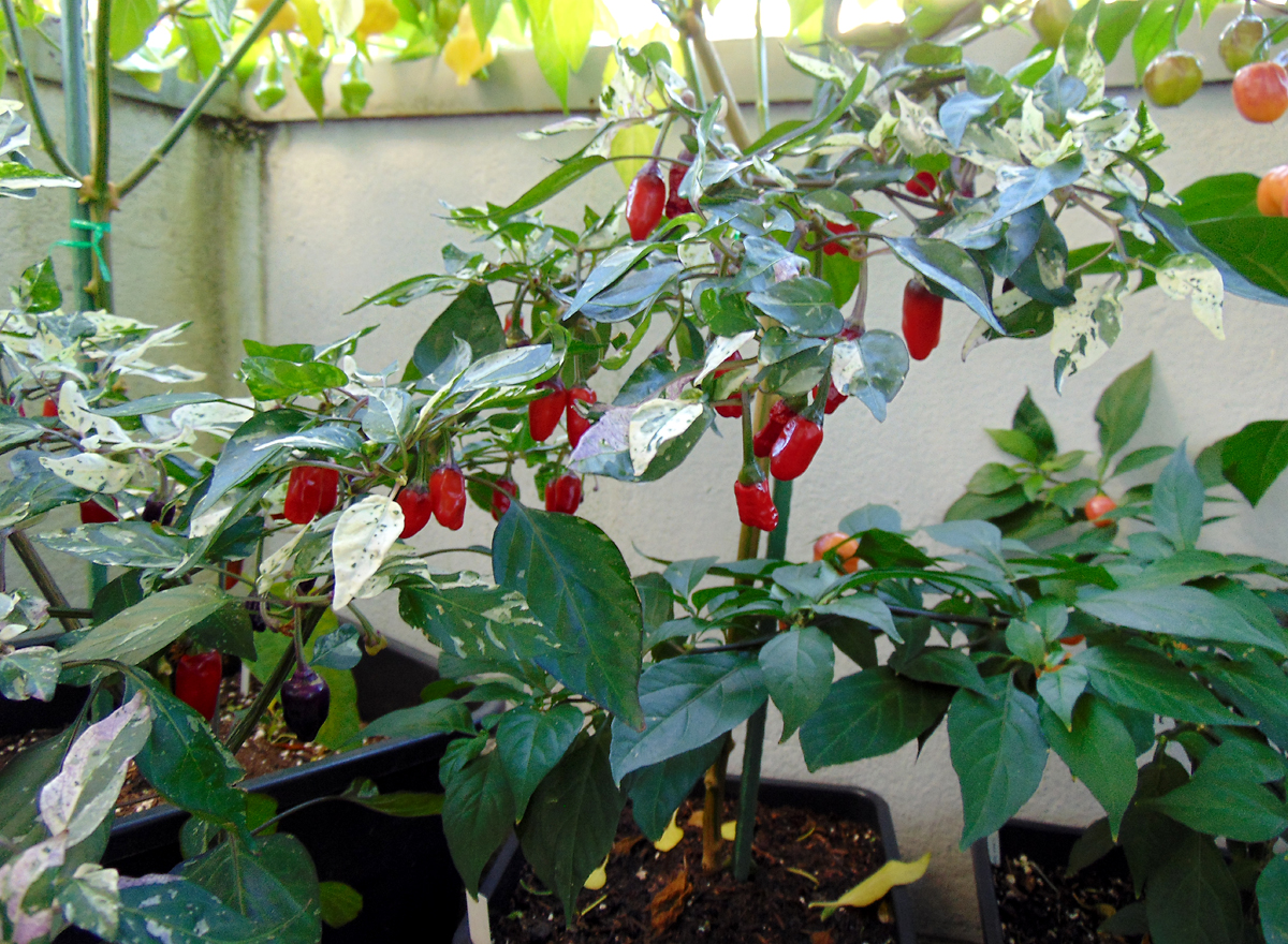 16102022_Trifetti_II-berries.jpg