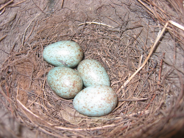 17.5.04amsel-undeier00o8xi.jpg