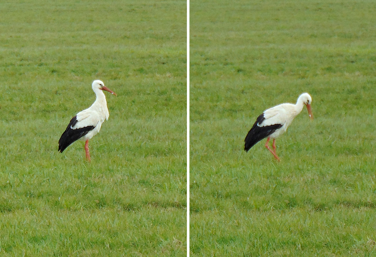 170323_Storch-Duo.jpg