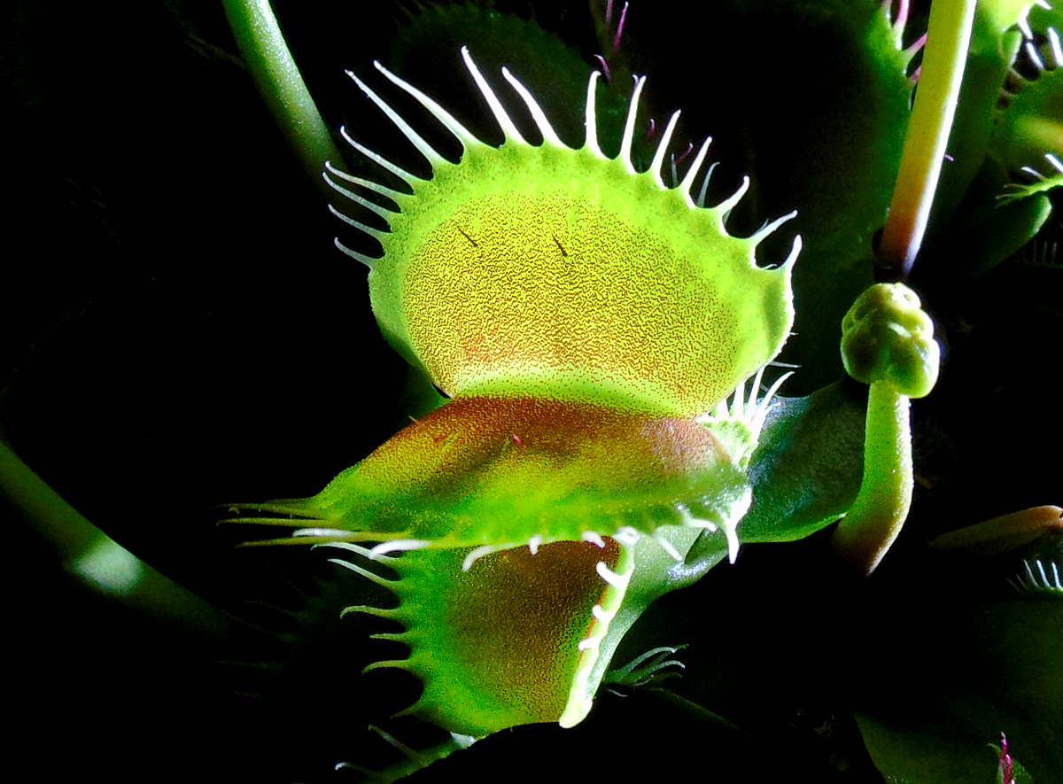 18042023_Dionaea-trap.jpg