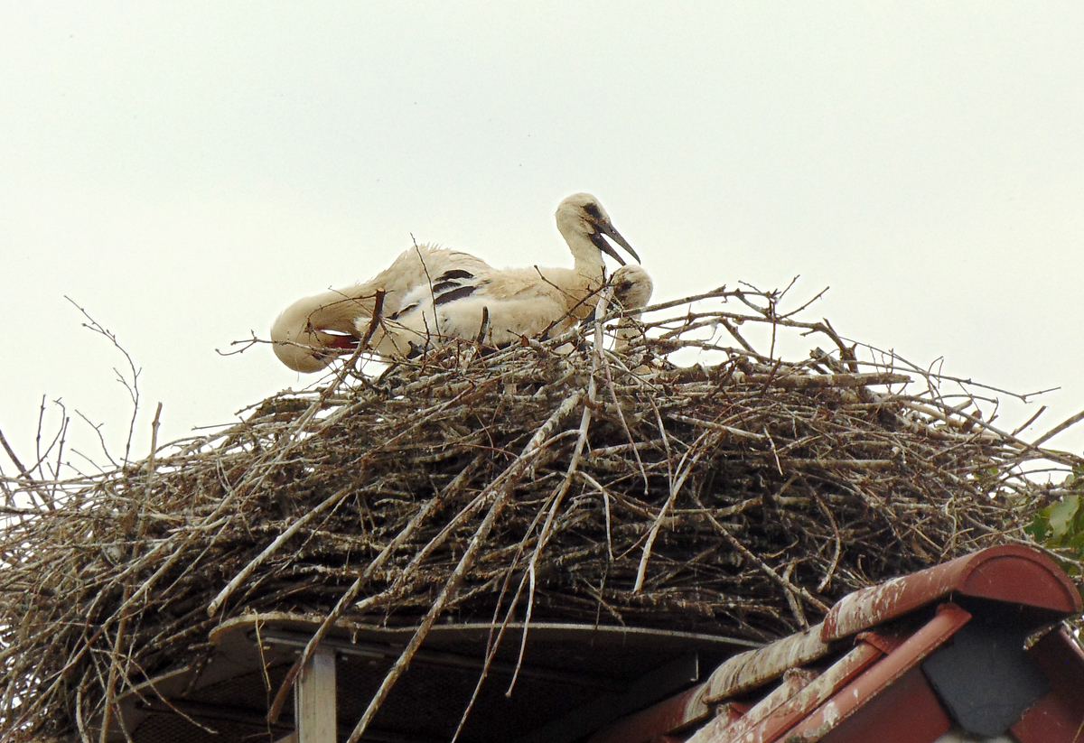 19-Familie_Storch-1.jpg