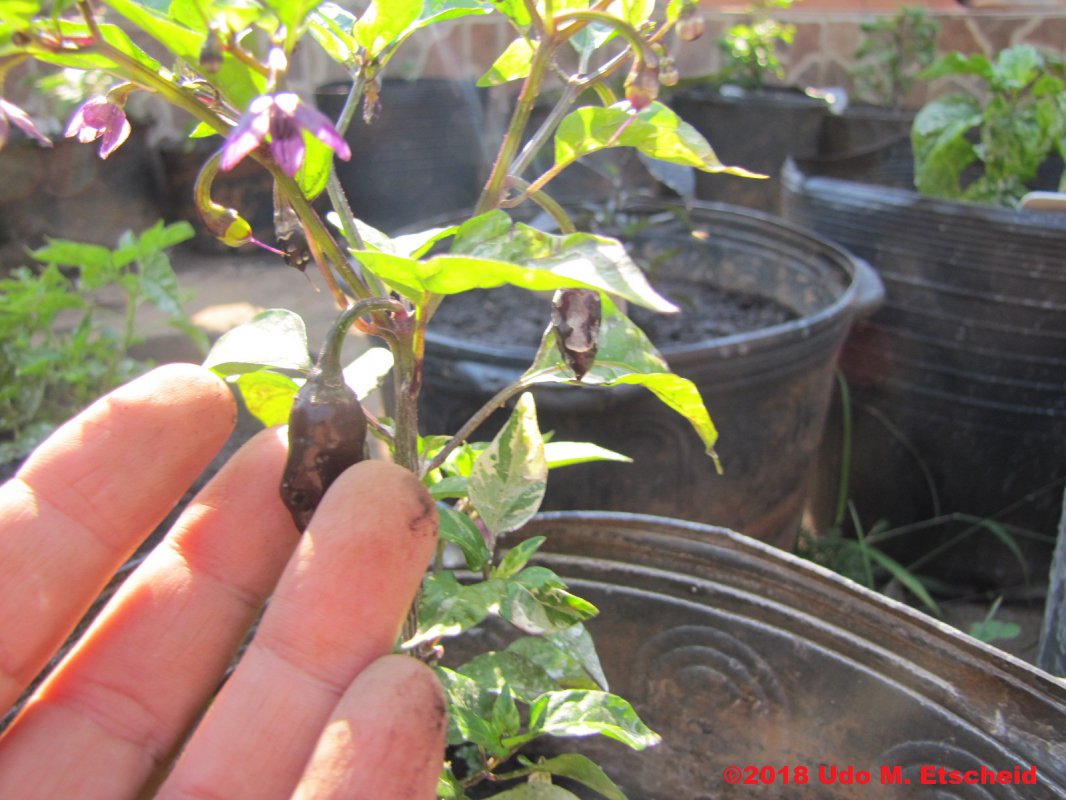 190_variegata_frucht_09_09_2018_ok.jpg