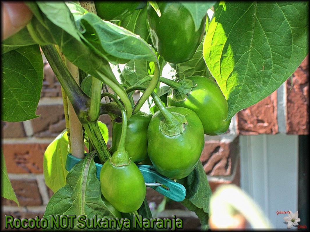 1_Rocoto NOT Sukanya Naranja.jpg