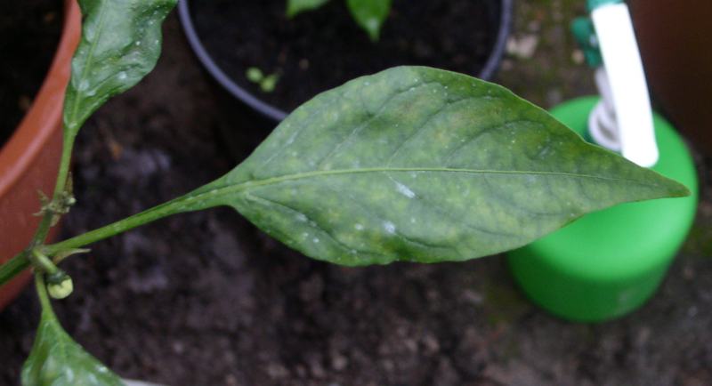 2 Jalapeno Blatt.jpg