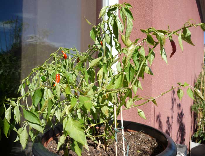 20101005_Chili_Sickness_0004.jpg