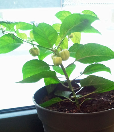 2011-06-08-11.12.52.jpg