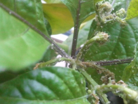 2011-09-20 18.59.51.jpg