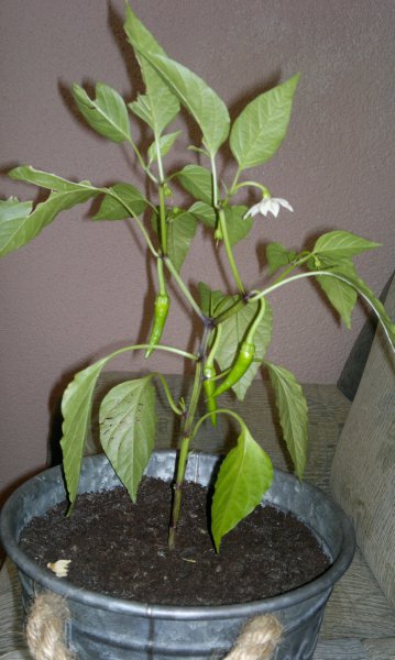 2012-09-13-687.jpg