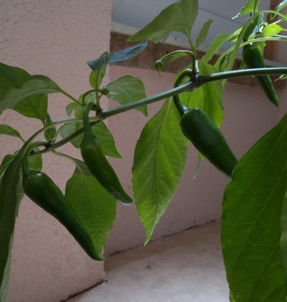 2012-10-23-735.jpg