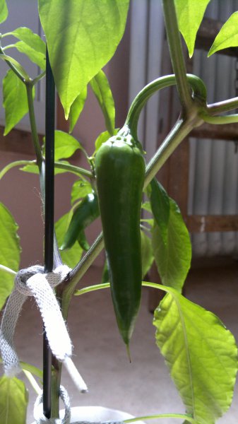 2012-10-23-737.jpg
