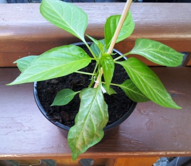 20130425_173627.jpg