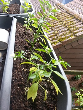 20130520_124409.jpg