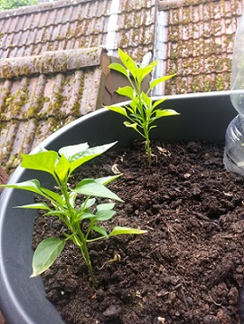 20130520_124424.jpg