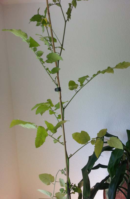 20140516_111429-Rote-Murmel.jpg