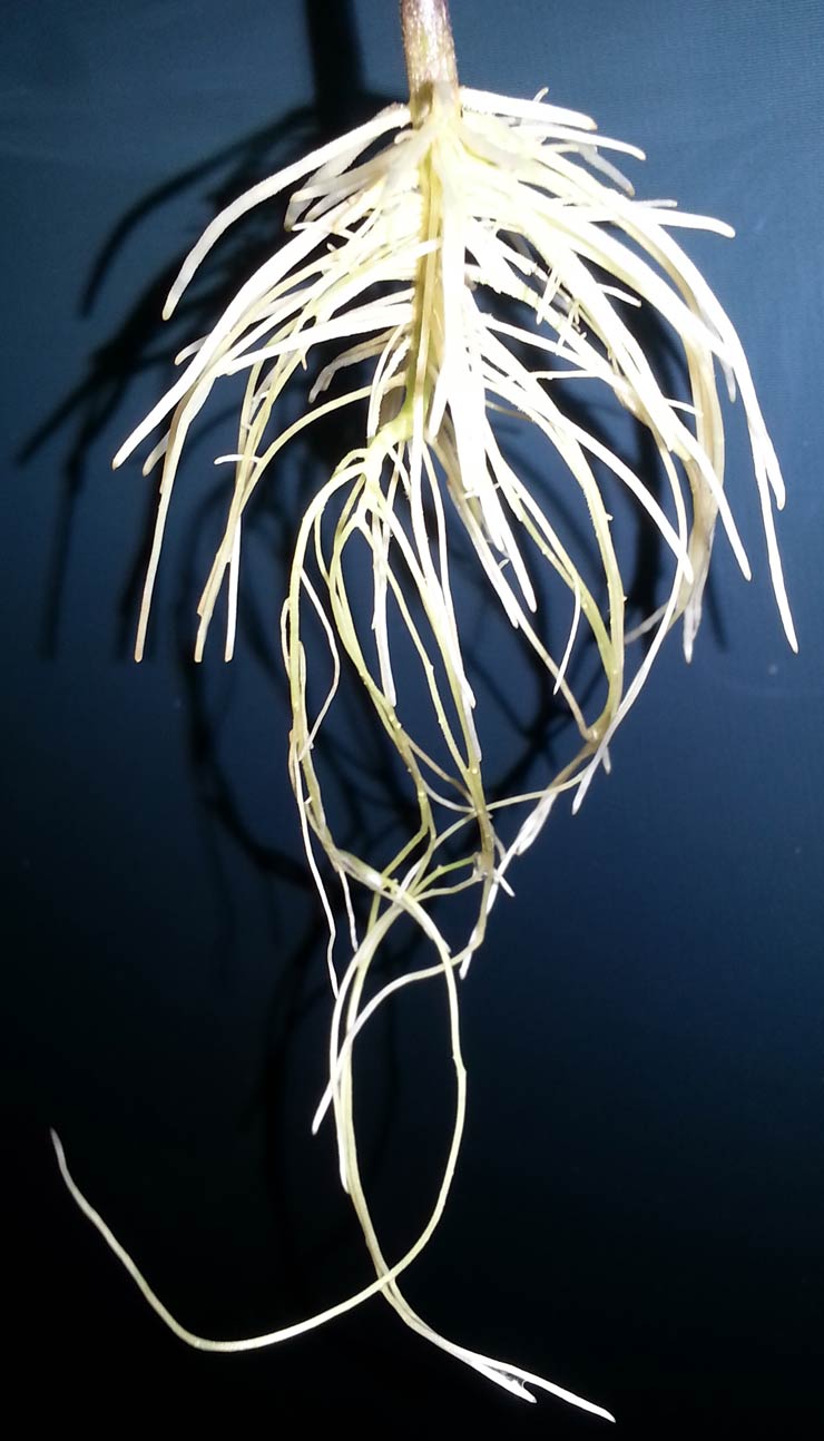 20150117_110934klein.jpg